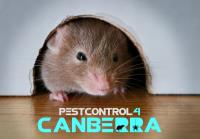 Rodent Control Canberra image 8